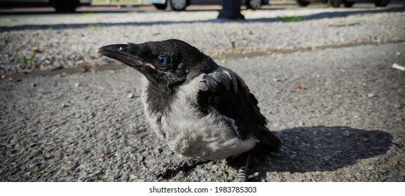 Bebe Corneille Images Photos Et Images Vectorielles De Stock Shutterstock