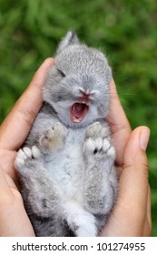 Baby Grey Rabbit In Grass