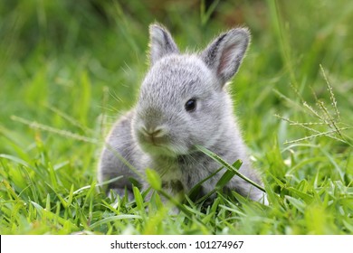 Baby Grey Rabbit In Grass