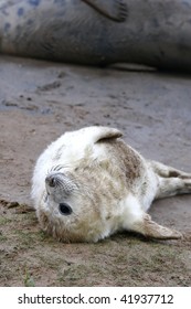 Baby Grey Seal In Donna Nook, Uk