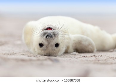 baby seal images stock