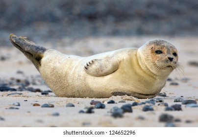 Baby Grey Seal Lying On Sand