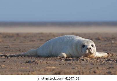 Baby Grey Seal Relaxing On The Beach