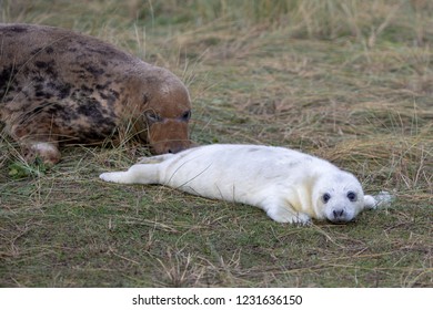 Baby Grey Seals Just Born Stock Photo 1231636150 | Shutterstock