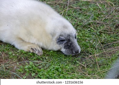 Baby Grey Seals Just Born Stock Photo 1231636156 | Shutterstock