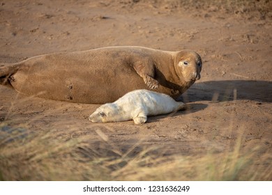 Baby Grey Seals Just Born Stock Photo 1231636249 | Shutterstock