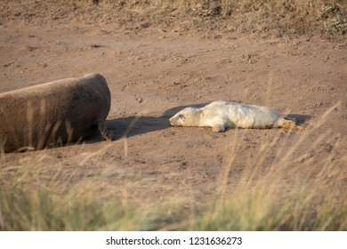 Baby Grey Seals Just Born Stock Photo 1231636273 | Shutterstock