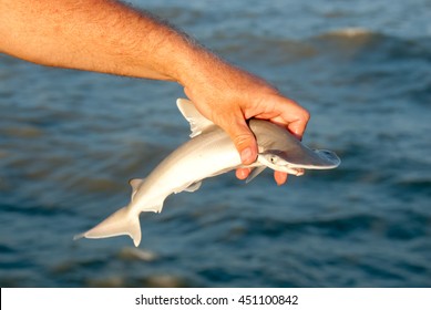 Baby Hammerhead Shark Being Released After Catch