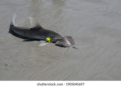 Baby Hammerhead Shark On A Sand Beach