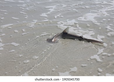 Baby Hammerhead Shark On A Sand Beach