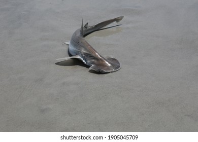 Baby Hammerhead Shark On A Sand Beach