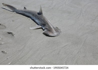 Baby Hammerhead Shark On A Sand Beach