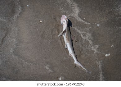 A Baby Hammerhead Shark Washes Up Dead On The Shore Of The Gulf Of Mexico In Texas.