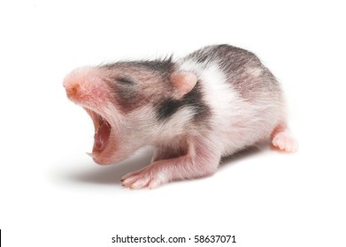 Baby Hamsters Images Stock Photos Vectors Shutterstock