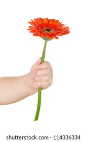 baby hand  holding red gerber daisy isolated on white