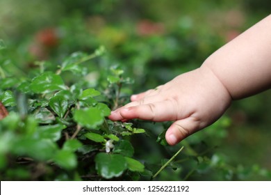 Baby Hand Reaching For Tree Leaves, Sense Of Touching, Fine Motor Skill Development