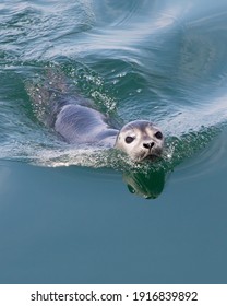 A Baby Harbor Seal In Casco Bay In Southern Maine