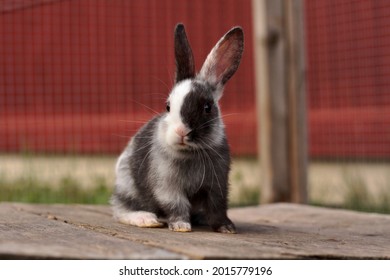 Baby Harlequin Gotland Rabbit Sitting Outside