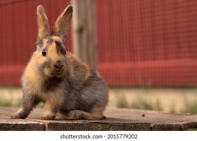 Baby Harlequin Gotland Rabbit Sitting Outside