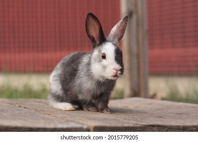 Baby Harlequin Gotland Rabbit Sitting Outside