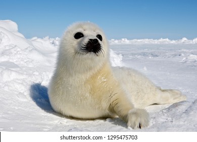 Baby Harp Seal Magdalen Islands - Shutterstock ID 1295475703