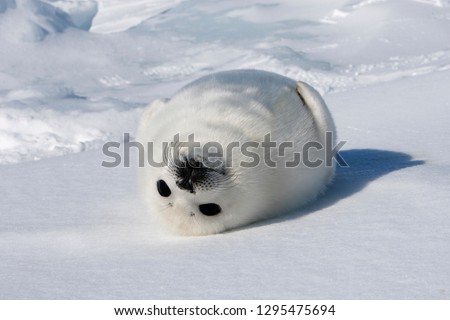 Baby Harp Seal Magdalen Islands