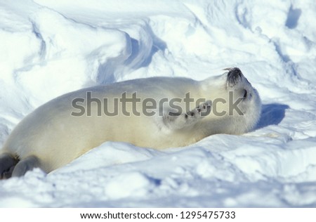 Baby Harp Seal Magdalen Islands