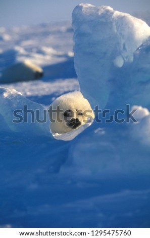 Baby Harp Seal Magdalen Islands