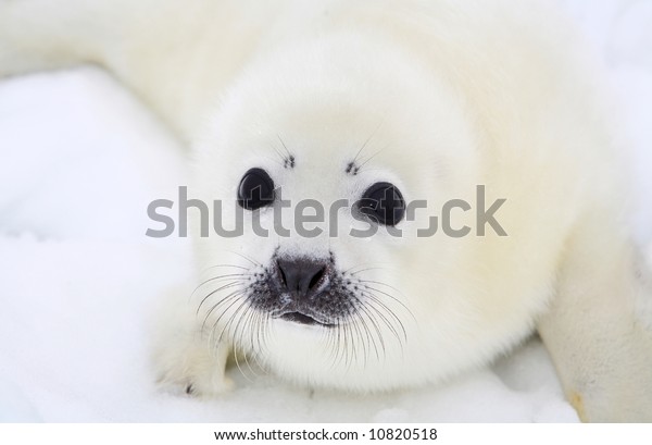 Baby harp seal pup\
on ice of the White Sea