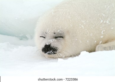 harp seal pup