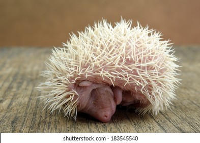 Baby Hedgehog