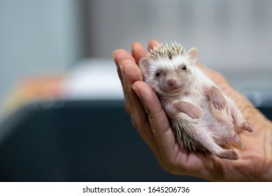 Baby Hedgehog Small Cute Pets