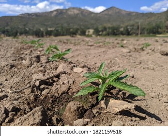 Baby Hemp Plant Sprouts In Oregon Field