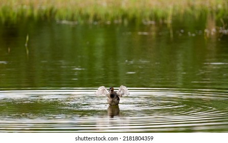 A Baby Heron Waving Wings In The Water