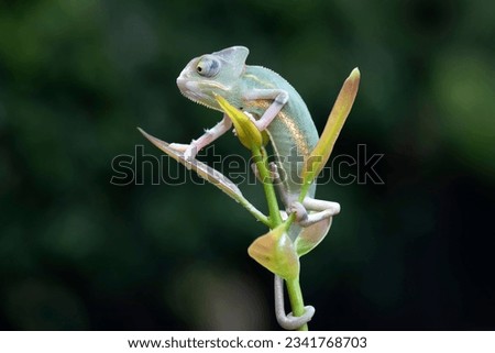 Baby High Pied veiled chameleon on branch, Baby High Pied veiled chameleon closeup on green leaves, Baby High Pied veiled chameleon closeup on natural background