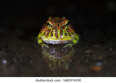 Baby High Red Pacman Frog Ornate With Reflection