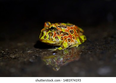 Baby High Red Pacman Frog Ornate With Reflection