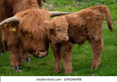 5,915 Highland cow calves Images, Stock Photos & Vectors | Shutterstock