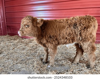 Baby highland cow in a red barn with hay. - Powered by Shutterstock