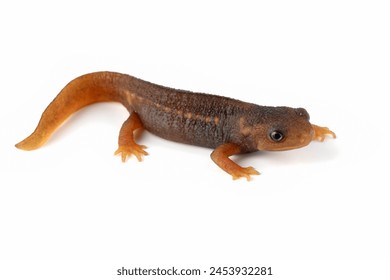 Baby Himalayan Newt or Crocodile Newt (Tylototriton verrucosus). The species of newt which found in Southeast Asia.