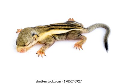 Baby himalayan striped squirrel or Baby burmese striped squirrel(Tamiops mcclellandii) on white background. Wild Animals.