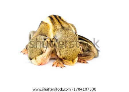Baby himalayan striped squirrel or Baby burmese striped squirrel(Tamiops mcclellandii) on white background. Wild Animals.
