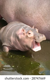 Baby Hippo