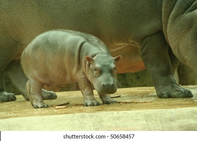 Baby Hippo