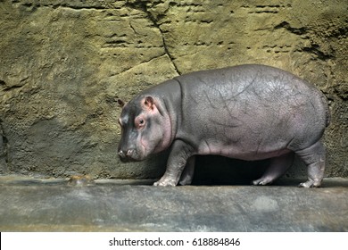 The Baby Hippo