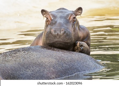 Baby Hippo 3