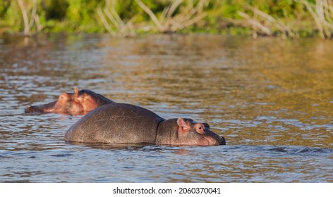 Baby Hippo And A Big Hippo In The Water. Lake Naivasha