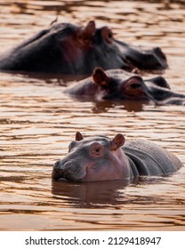 Baby hippo looking cute in hippo pool