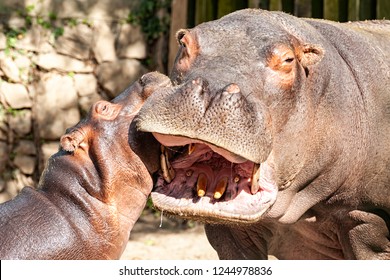 Baby Hippo With Its Mom