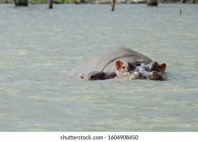 Baby Hippo With Mum In Lake Naivasha National Park In Kenya